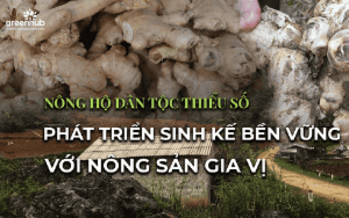 NÔNG HỘ DÂN TỘC THIỂU SỐ PHÁT TRIỂN SINH KẾ BỀN VỮNG VỚI NÔNG SẢN GIA VỊ