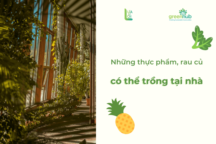Những loại thực phẩm, rau củ có thể trồng tại nhà