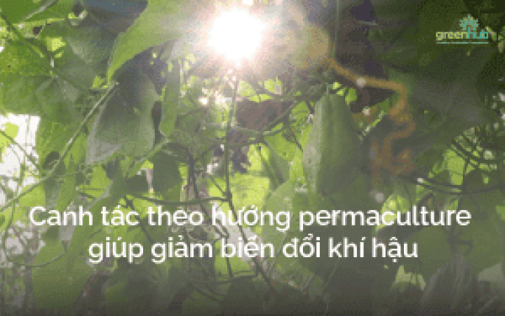 Năng lượng trong permaculture - Phần 2: Canh tác theo hướng permaculture giảm thiểu biến đổi khí hậu