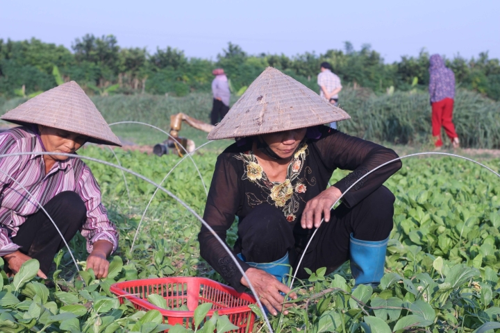 EFD: Chương trình hỗ trợ Doanh nghiệp vì sự phát triển – Pha 2 [Oxfam]